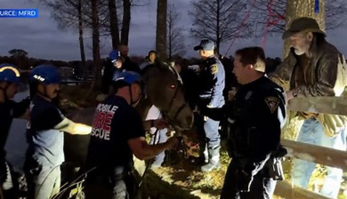 Horse Stuck in Dog River Mud Rescued