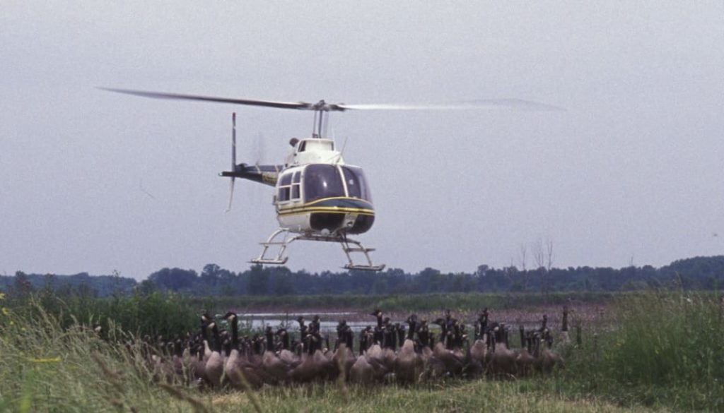 Low Flying Planes and Helicopters Dropping Rabies Baits for Racoons