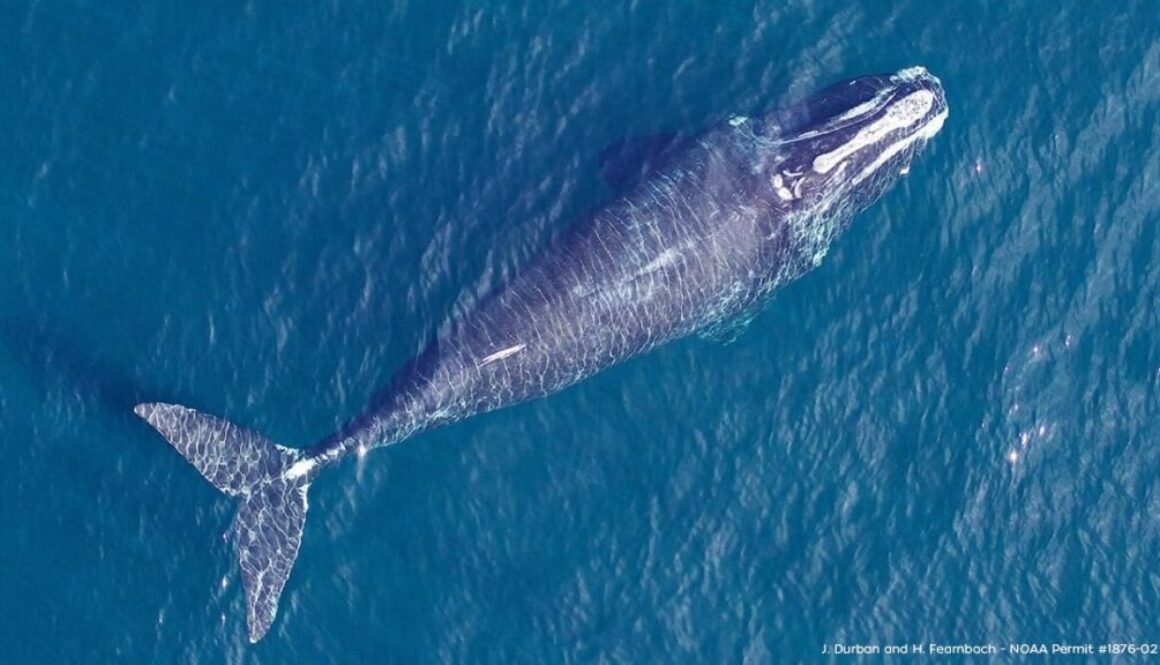 2 Right Whales Spotted in Perdido Pass