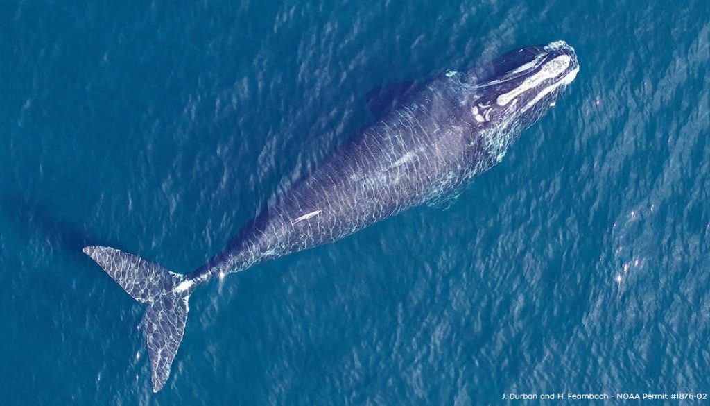 2 Right Whales Spotted in Perdido Pass