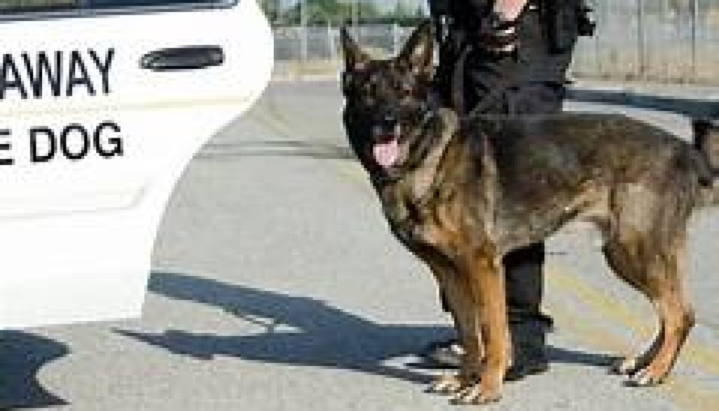 Teen Wanted For Felonies Bitten by Police K-9 While Attempting to Escape