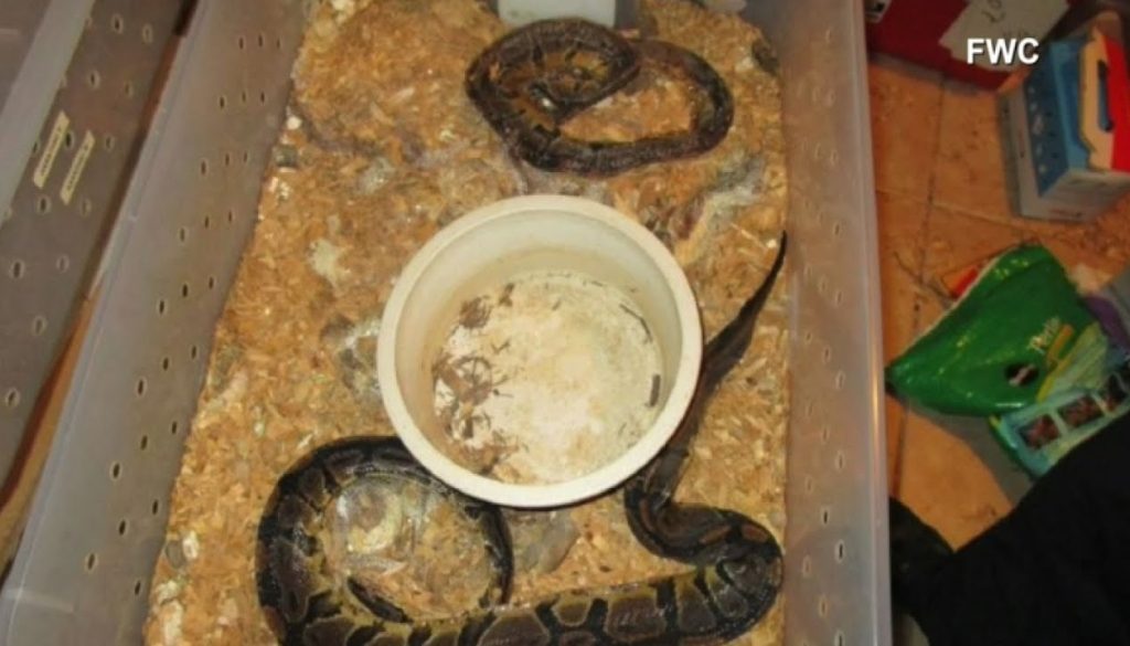 Alabama Parents Arrested After 4-year-old Accidentally Shoots Himself in Snake-Filled Home