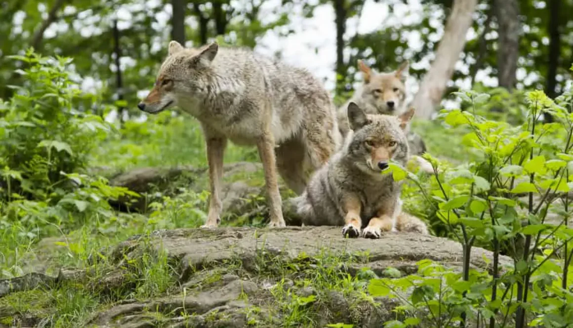 Coyote Problems Persist on Eastern Shore-Trapping Planned