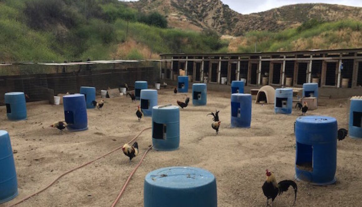 55 Illegal Immigrants Arrested at Large Cockfighting Operation in Blounty County
