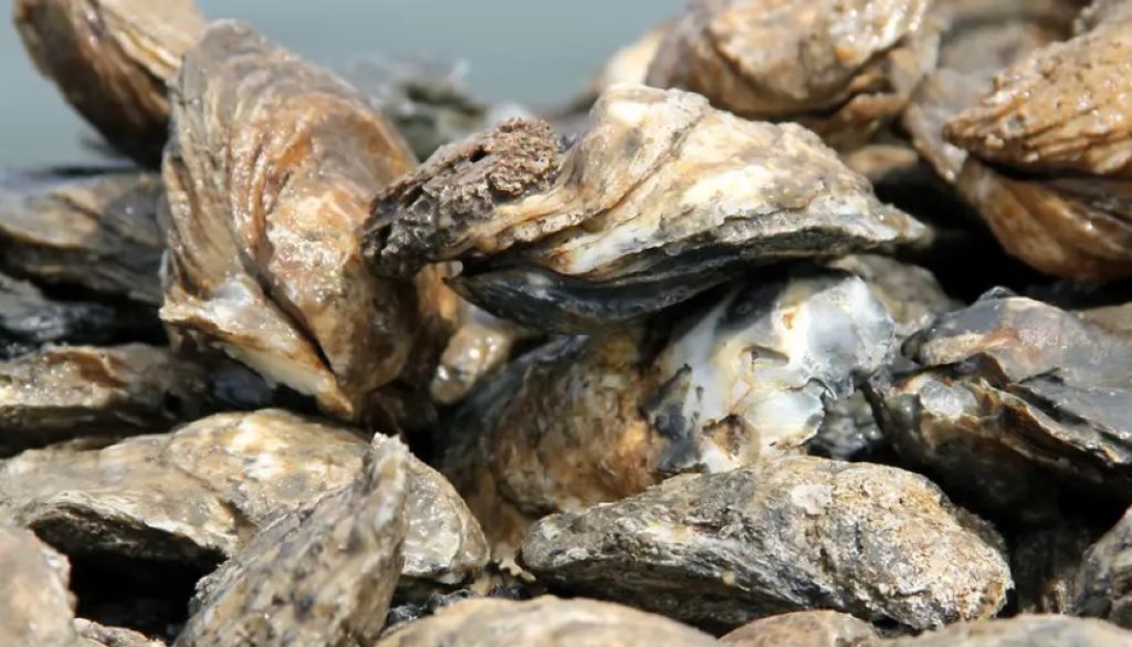 Over The Limit Oyster and Fishing Arrests