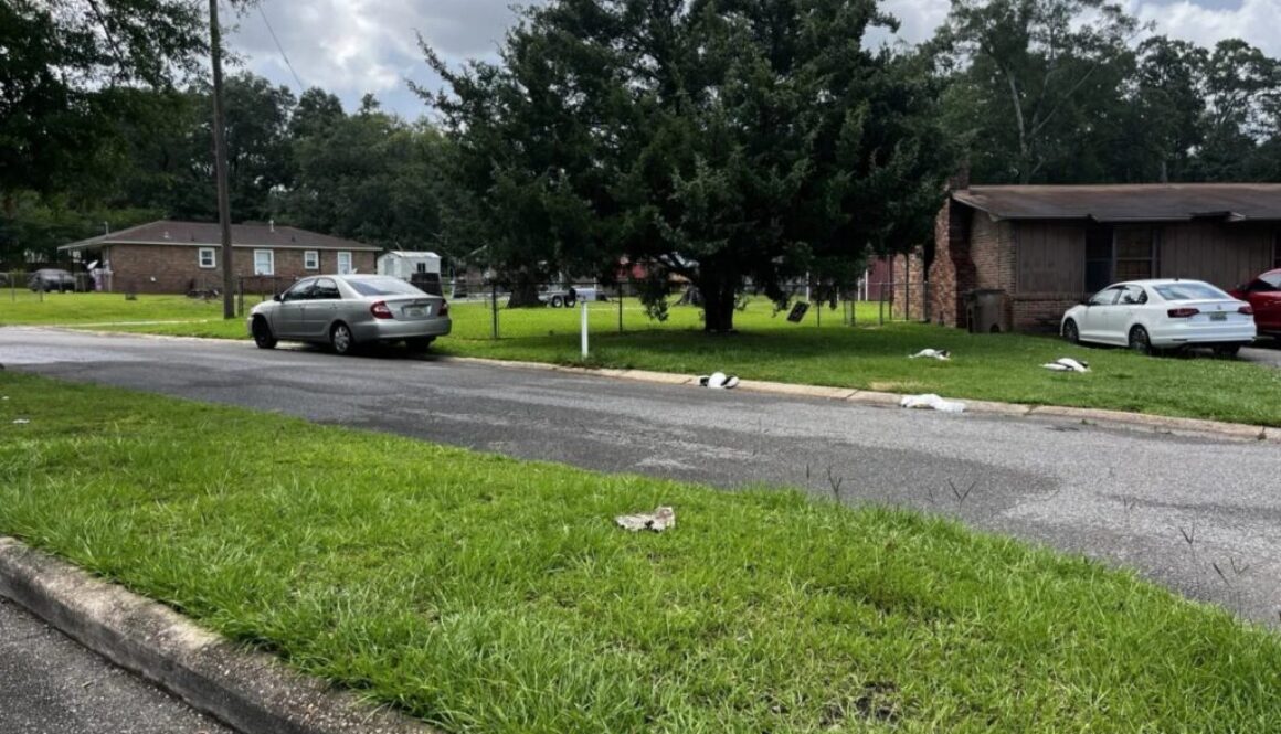 More Than a Dozen Pelicans Killed During Lightning Strike
