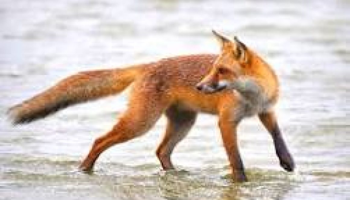 Dauphin Island Will Eradicate Foxes From the Island