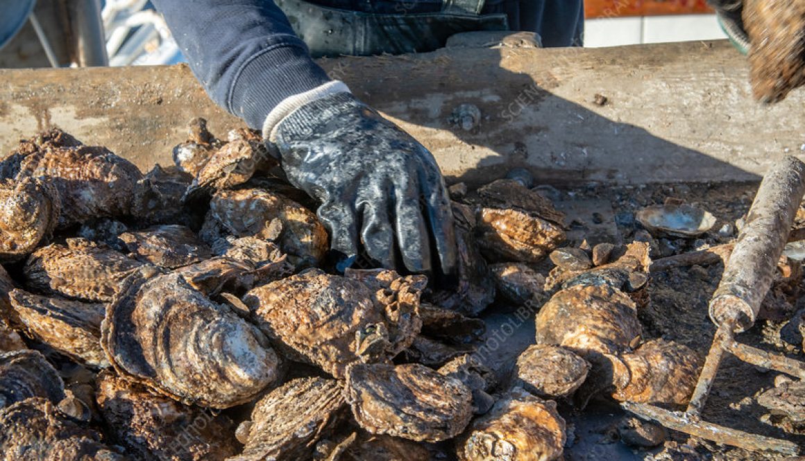 Oyster Season Has Opened in Alabama