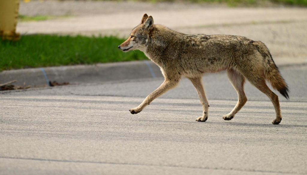 Spanish Fort Set to Trap Coyotes and Beavers
