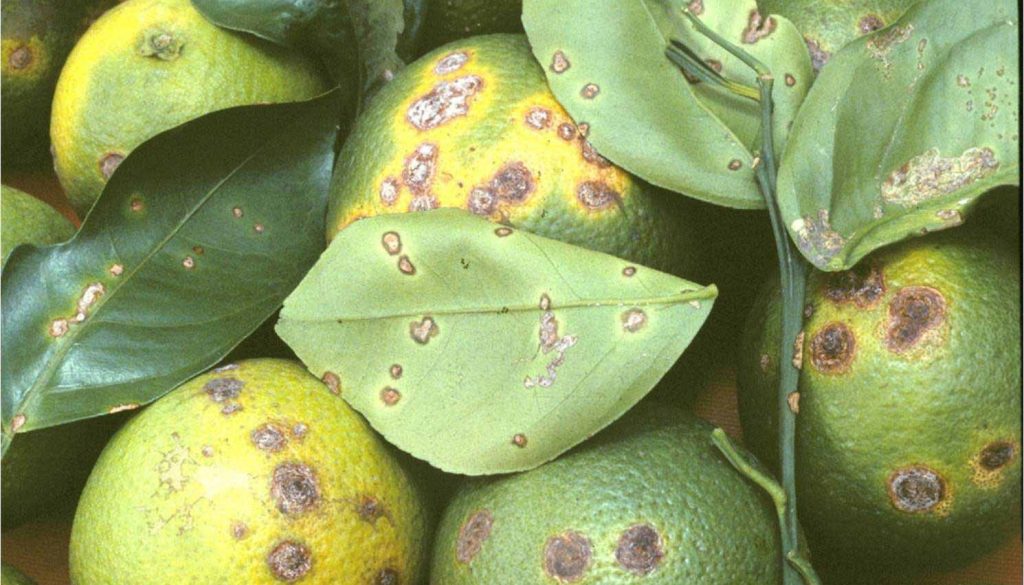 Citrus Canker Detected in Baldwin and Mobile Counties