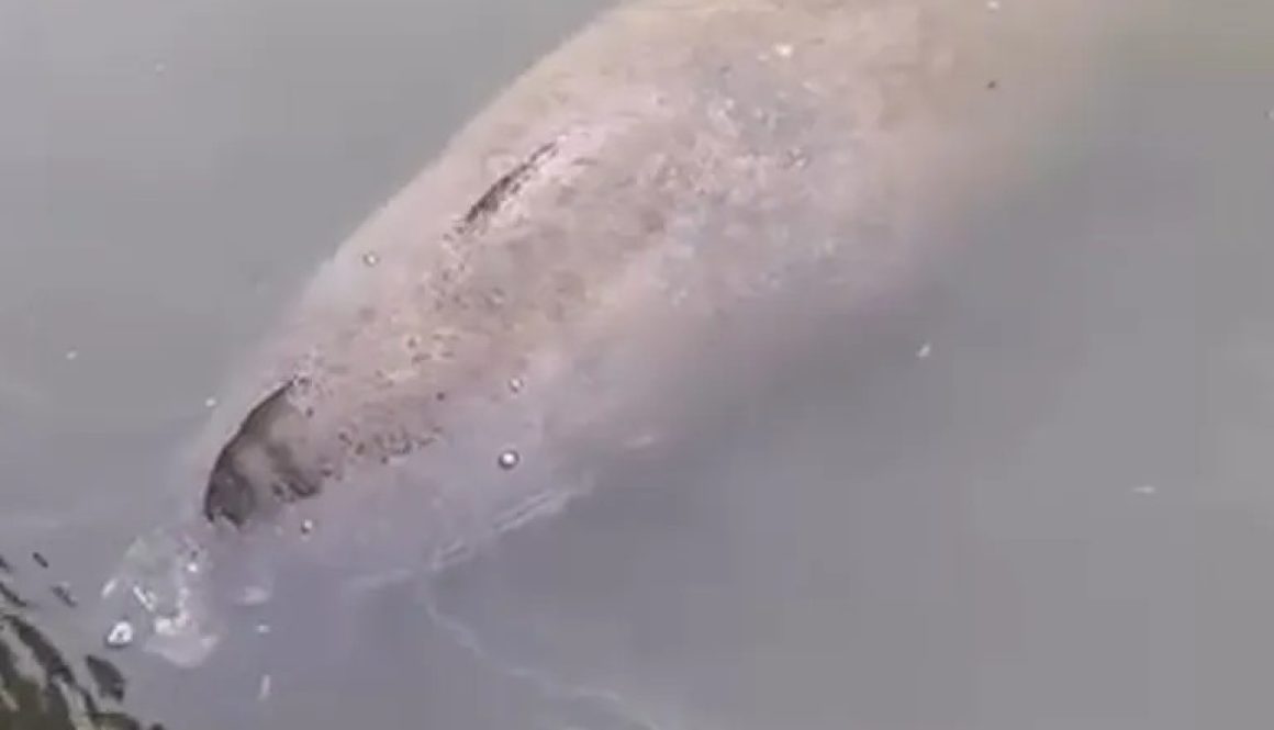 Manatee Spotted at Fly Creek Moves On