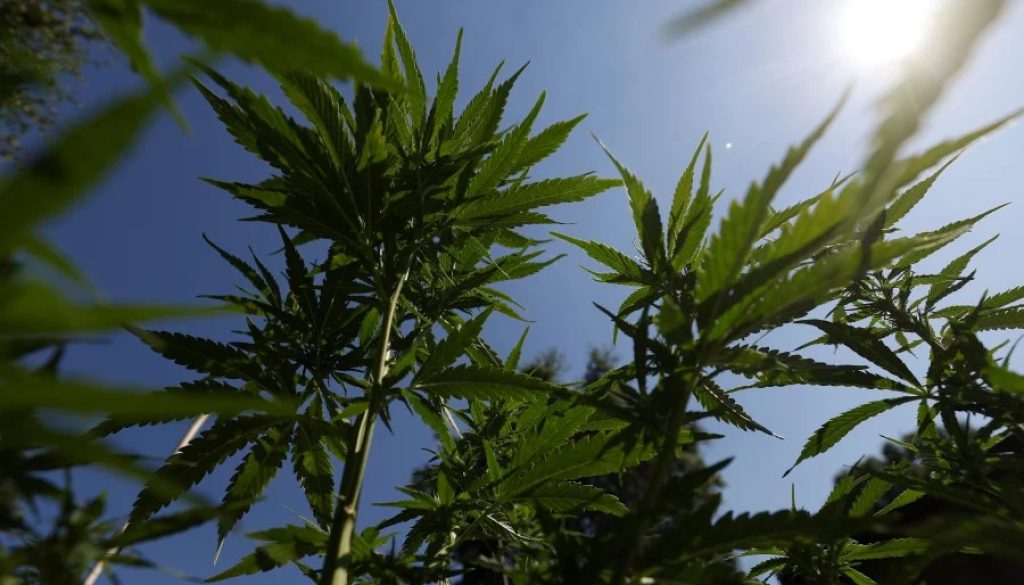 Huge Study Finds a Link Between Cannabis Use in Teens and Psychosis Later
