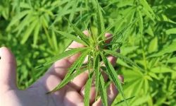 Fairhope City Council Passes Hemp Ordinance