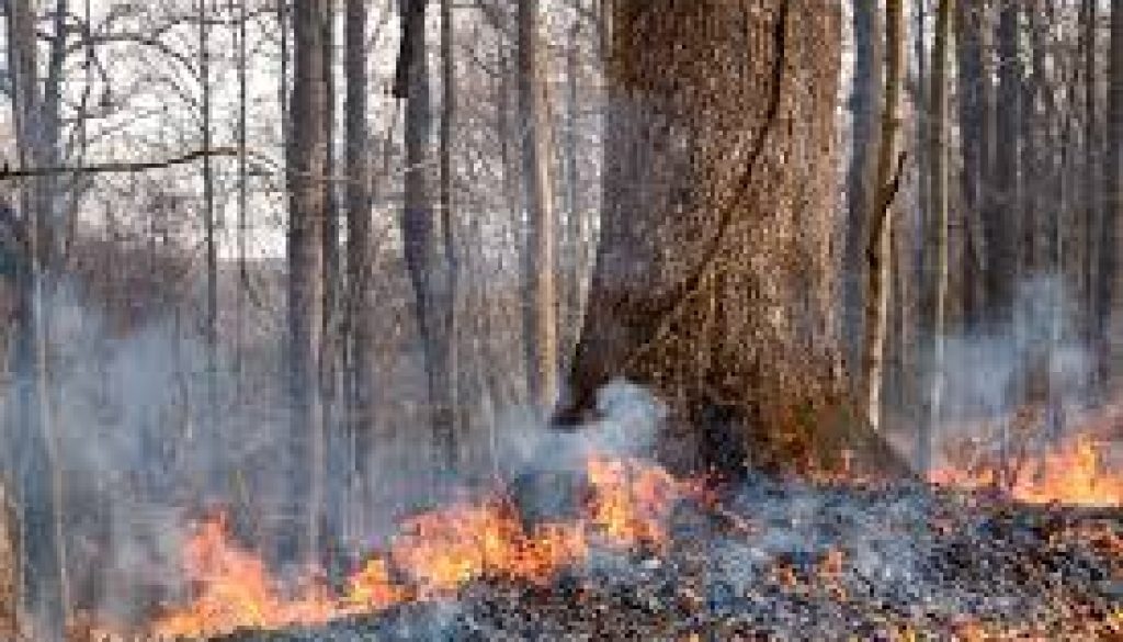 Alabama Wildfires Consumed More Than 6,000 Acres in 30 Days