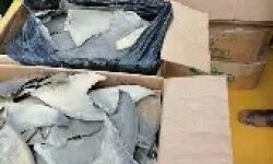 Authorities Seize 50,000 Dried Shark Fins at US ports, Valued at More Than $1 Million