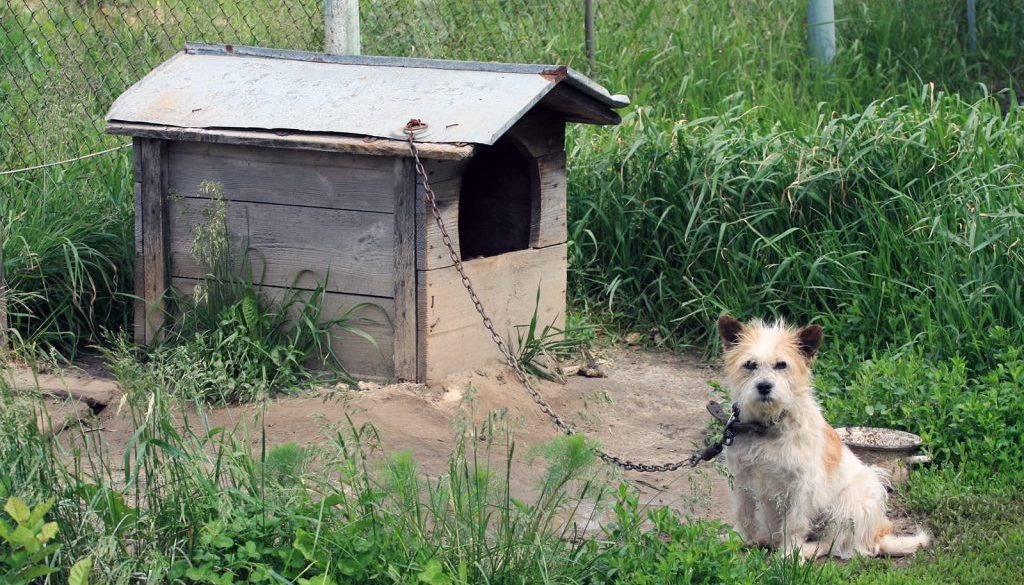 Alabama Dog Tethering Legislation Passed 