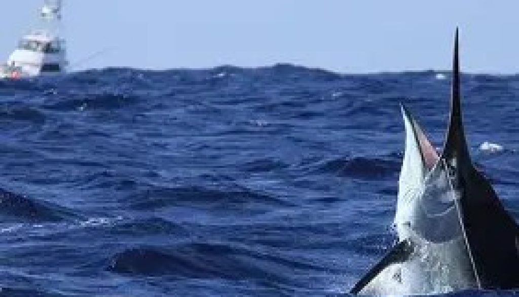 Bill Fish Tournament Kicks Off in Orange Beach