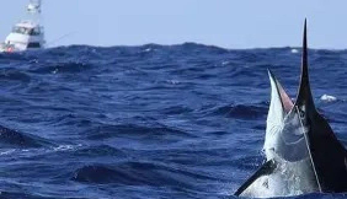 Bill Fish Tournament Kicks Off in Orange Beach
