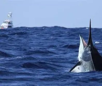 Bill Fish Tournament Kicks Off in Orange Beach