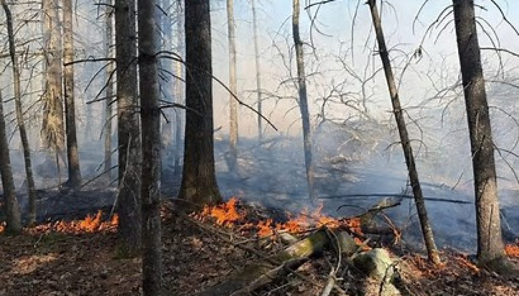 Firefighters Battled Large Fire That Burned 43 Acres