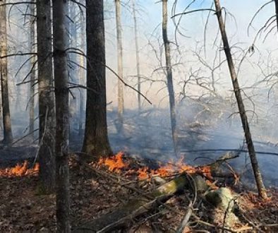 Firefighters Battled Large Fire That Burned 43 Acres