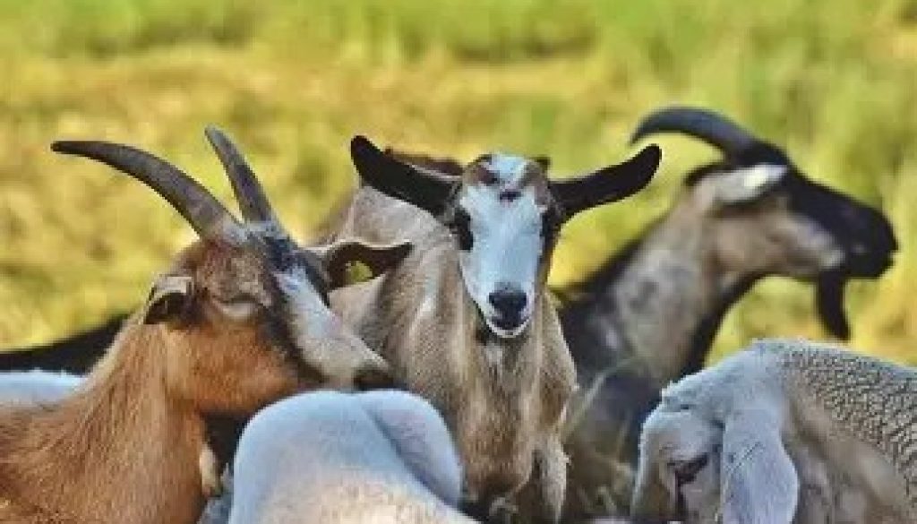 Dog Pack Kills 16 Goats on Family Farm