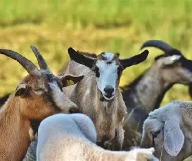 Dog Pack Kills 16 Goats on Family Farm