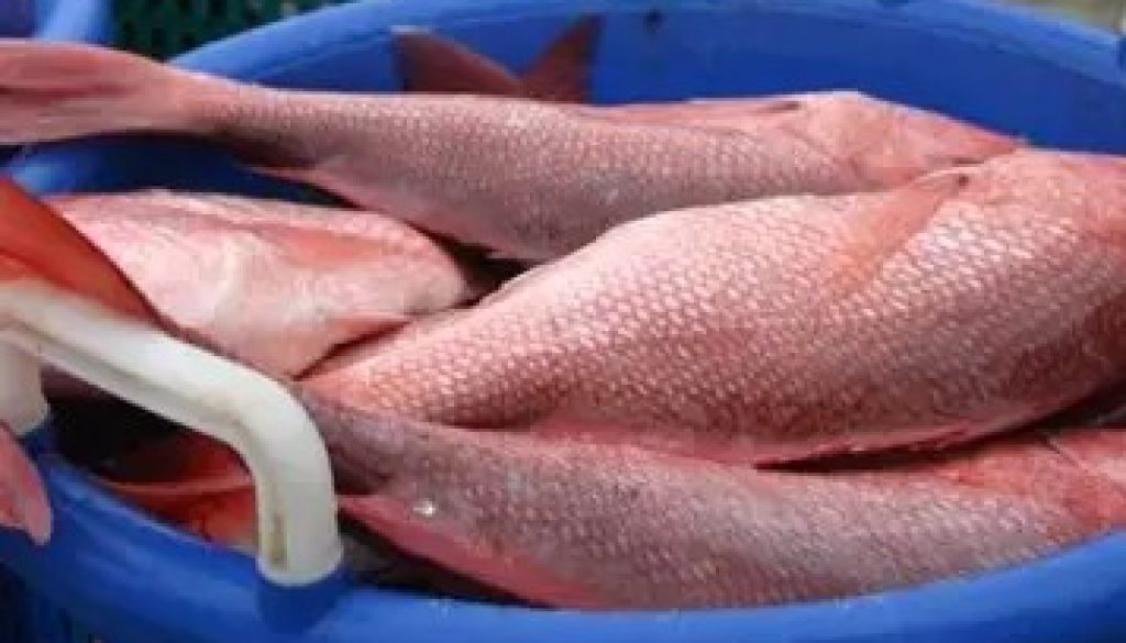 Red Snapper Season Returns With Slow Start Due to Stormy Weather