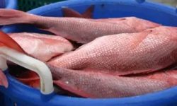 Red Snapper Season Returns With Slow Start Due to Stormy Weather