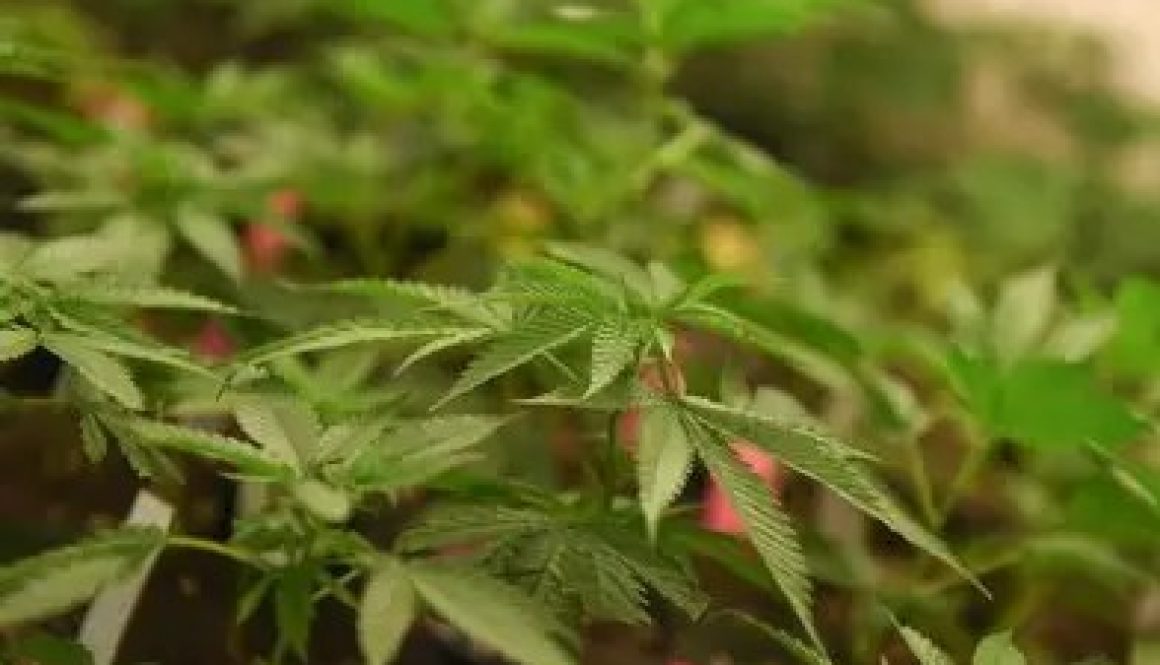 Marijuana Dispensaries Getting Closer to Opening