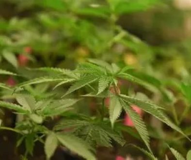 Marijuana Dispensaries Getting Closer to Opening