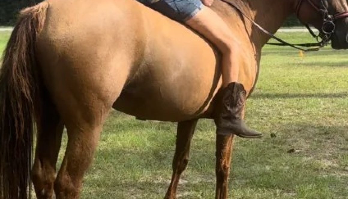 Investigation Underway After Horse Found Shot in Citronelle