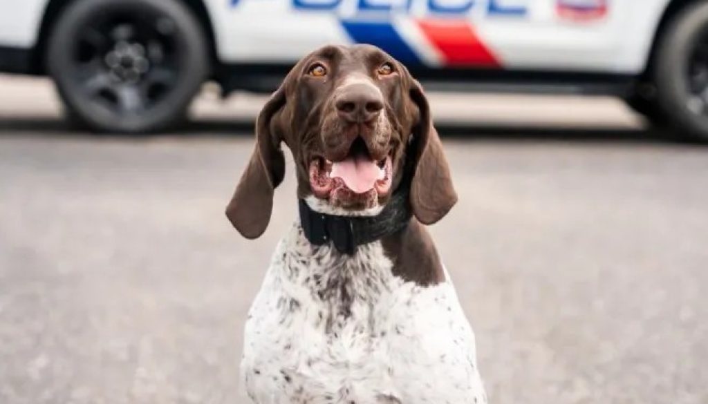 Orange Beach Police Welcomes New K-9 Officer