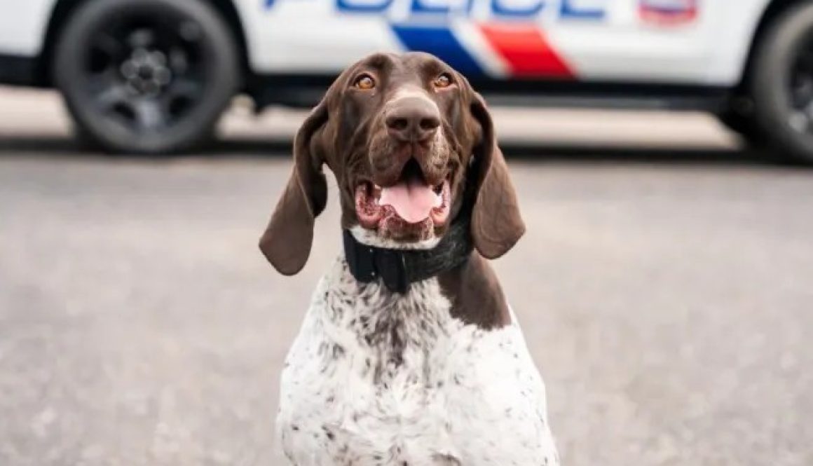 Orange Beach Police Welcomes New K-9 Officer