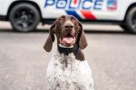 Orange Beach Police Welcomes New K-9 Officer
