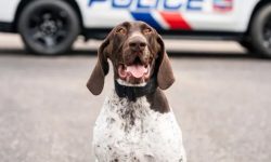 Orange Beach Police Welcomes New K-9 Officer