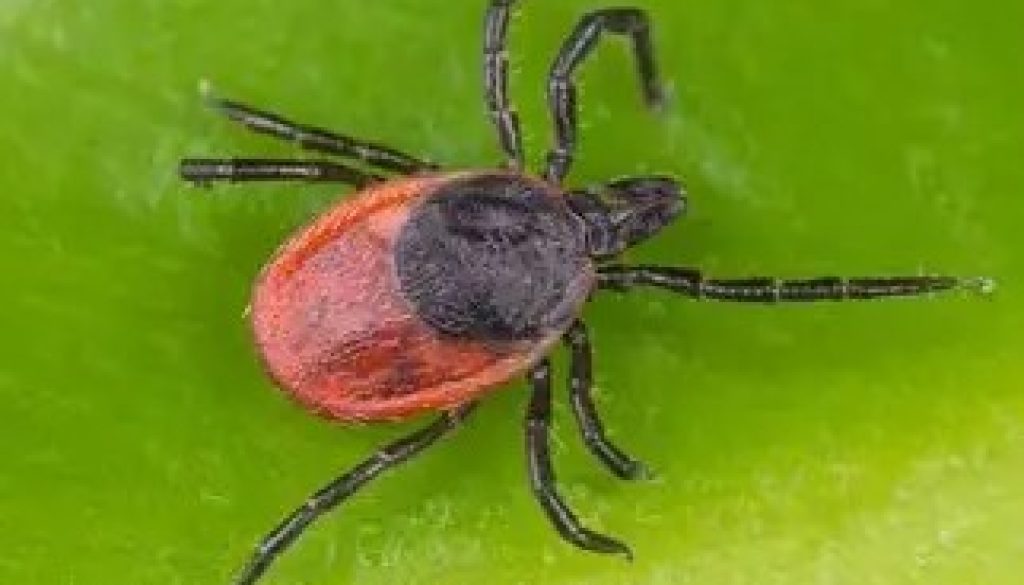 Tick Populations Are Increasing-Here’s What You Need to Know