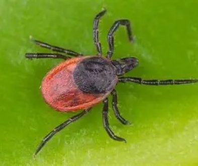 Tick Populations Are Increasing-Here’s What You Need to Know