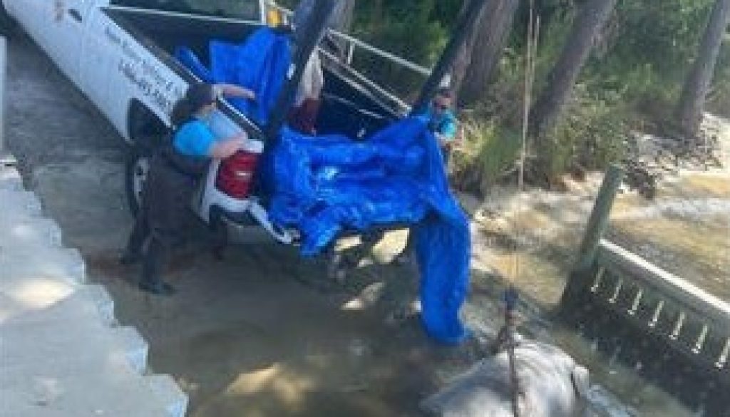 Manatee Struck and Killed by Boat in Orange Beach