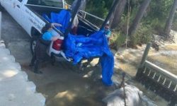 Manatee Struck and Killed by Boat in Orange Beach