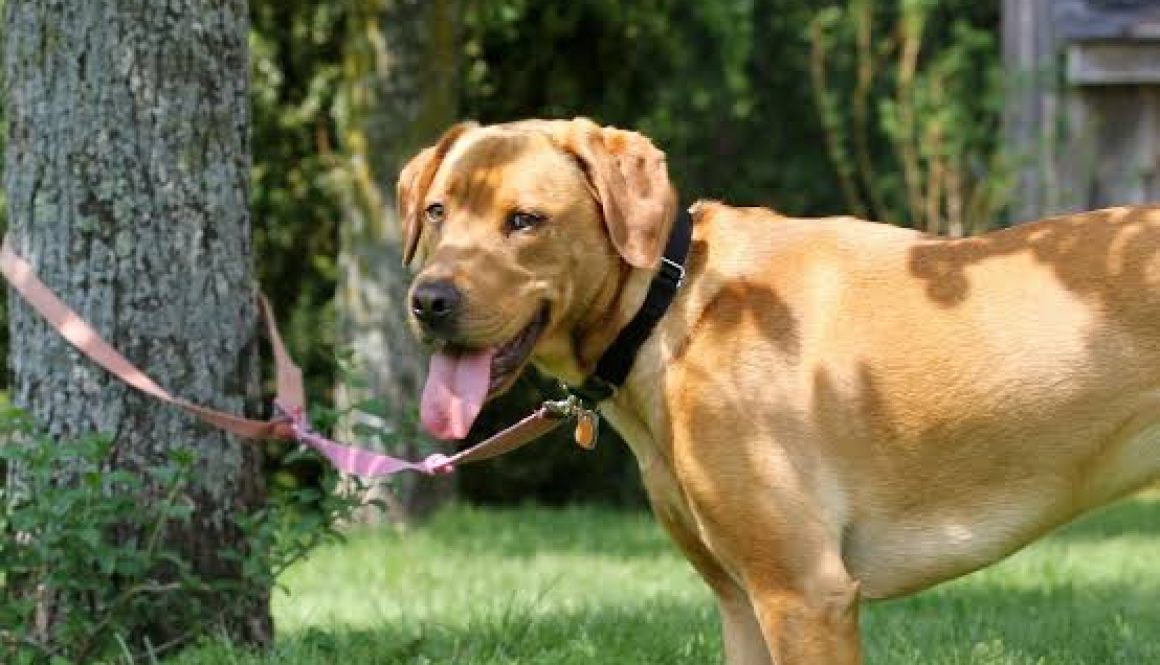 Stricter Animal Tether, Shelter Laws Go Into Effect October 1
