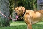 Stricter Animal Tether, Shelter Laws Go Into Effect October 1