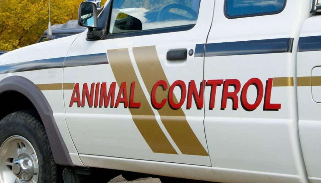 Mobile Woman Latest to Be Attacked by Roaming Dogs