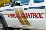 Mobile Woman Latest to Be Attacked by Roaming Dogs