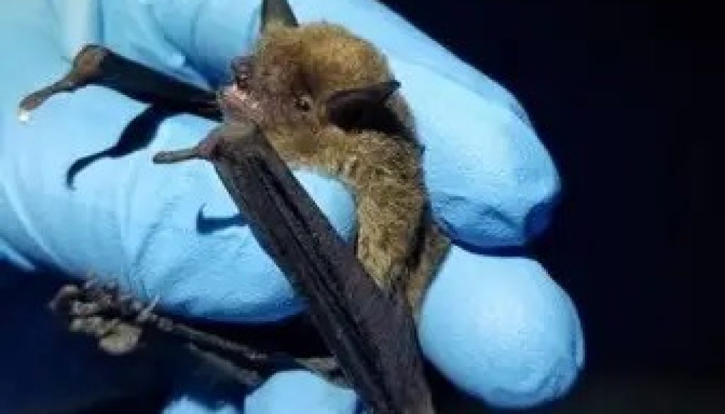 Seven People Bitten by Bats in Baldwin County in One Week
