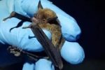 Seven People Bitten by Bats in Baldwin County in One Week