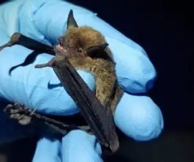 Seven People Bitten by Bats in Baldwin County in One Week