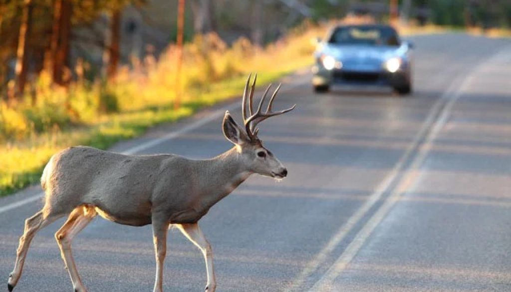 Do You Have to Pay The State If You Hit a Deer?
